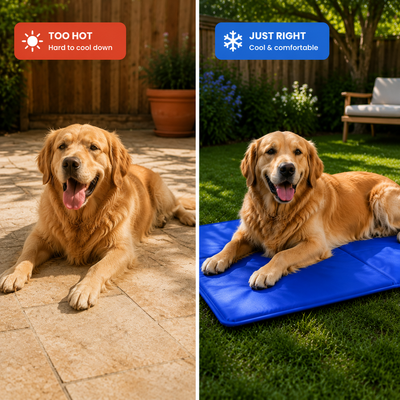 Keep Your Dog Cool All Summer — No Power Needed